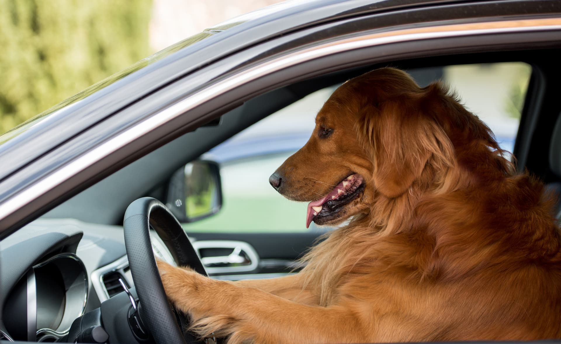 Man Tried to Switch Places With His Dog to Avoid DUI Arrest: Police
