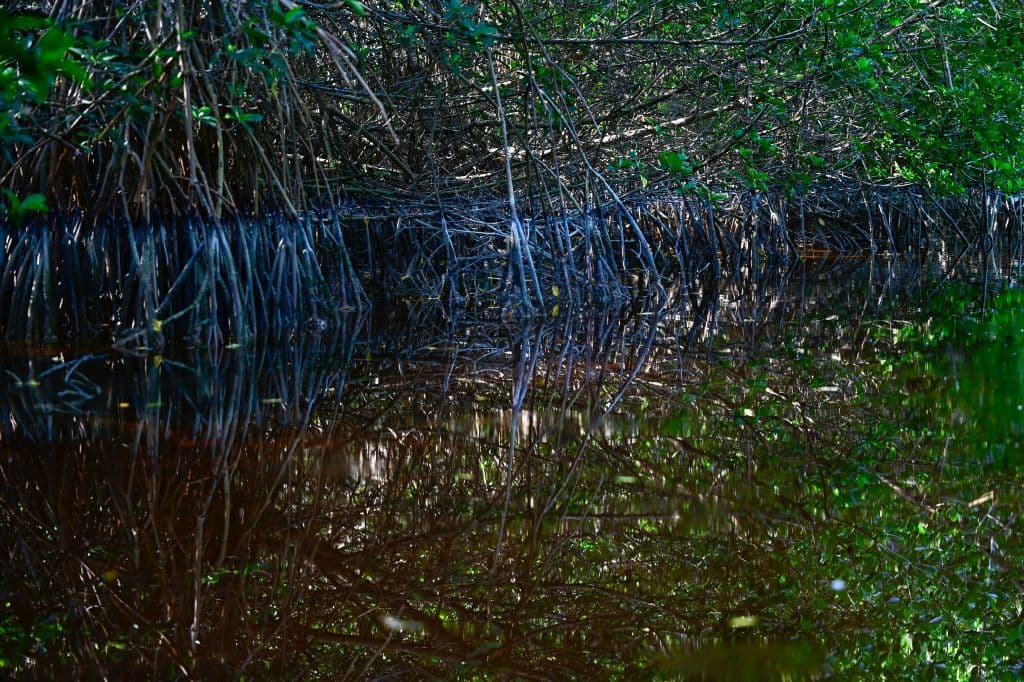 Explorers Discover Ancient Mayan City: Ocomtún
