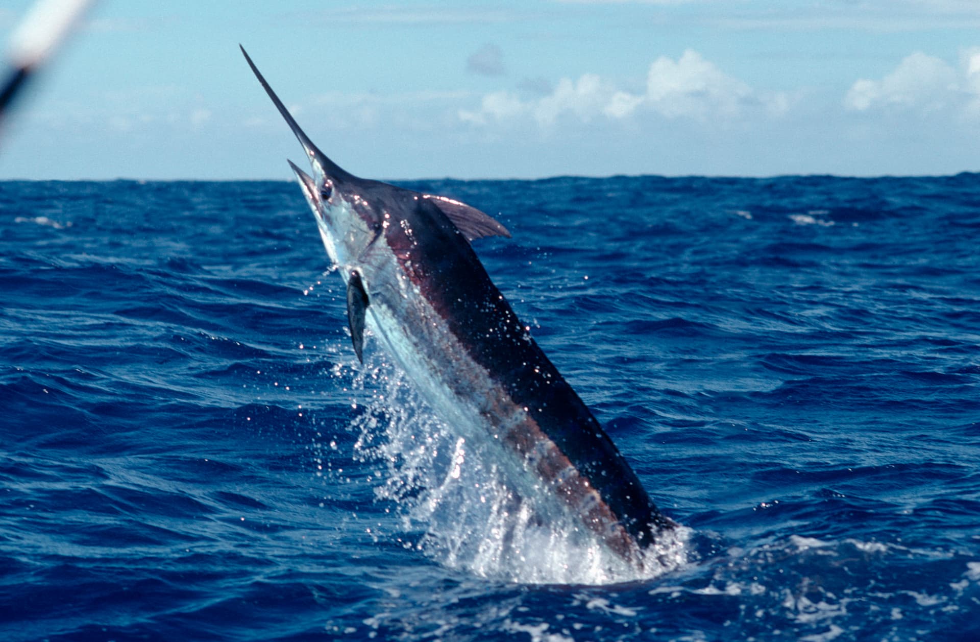 Fishing Crew Goes from $3.5 Million Winners to Disqualified After 619-Pound Marlin Is Deemed Ineligible