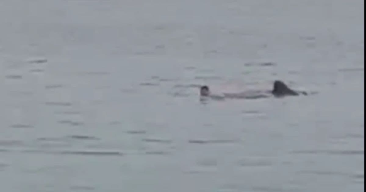 Terrifying Shark Attack Near Crowded Beach – Man Grabbed and Pulled Under