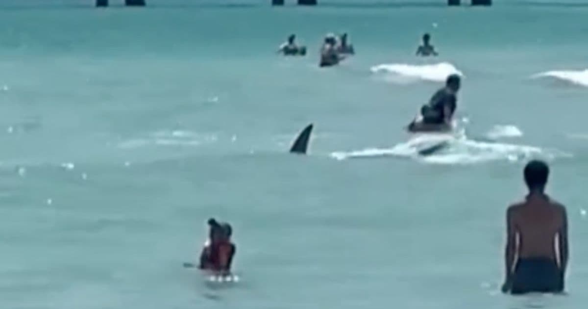 Video: Massive Shark Spotted Within Feet of Beachgoers in Florida