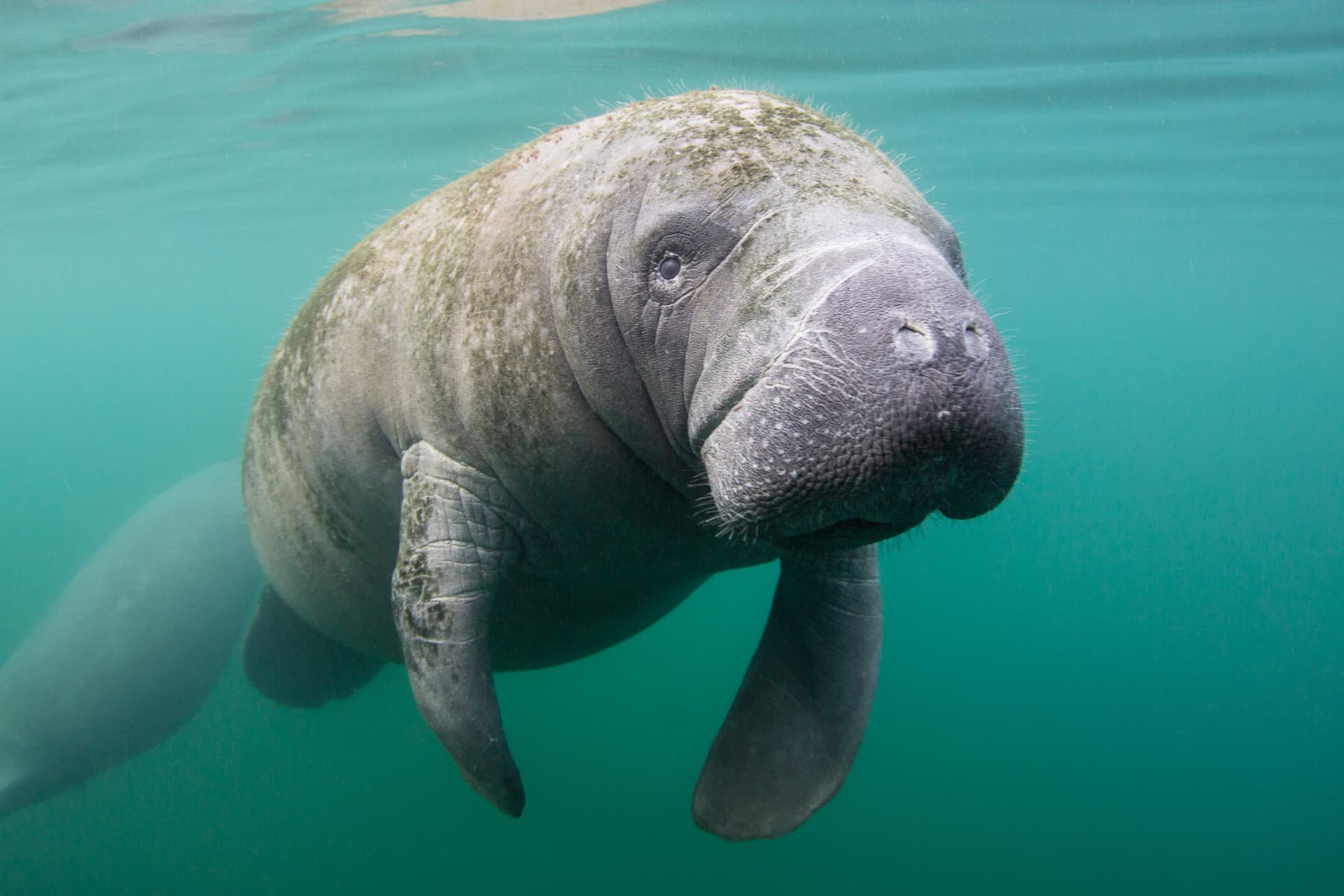 Virginia Police Save Manatee Trapped in Pound Net