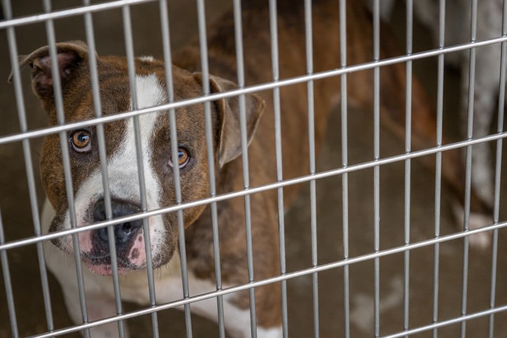 More Than 100 Animals Airlifted Out Of Maui Shelters In Order to Make Room