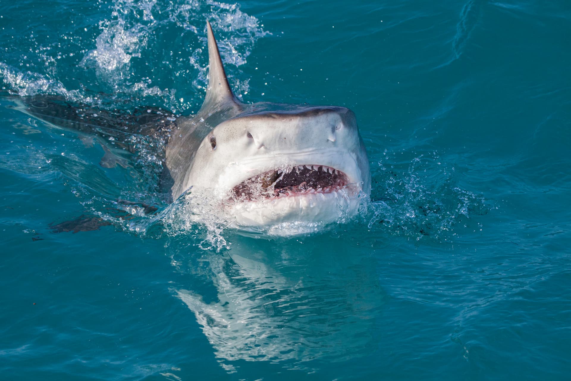 Shark Attack Victim Lost ’20 Pounds of Flesh’