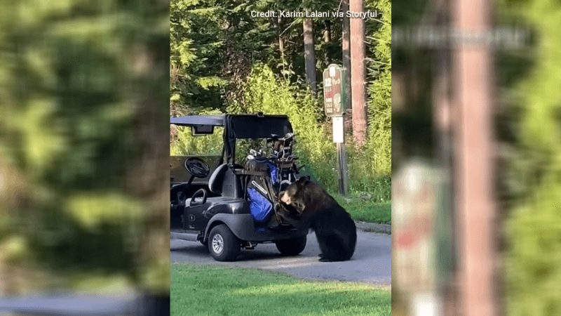 Video: Black Bear Breaks Into Golfer’s Bag and Steals It