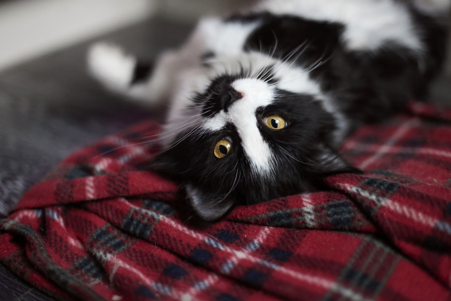 Missing Cat Reunited With Family After Home Collapsed in Alaskan River