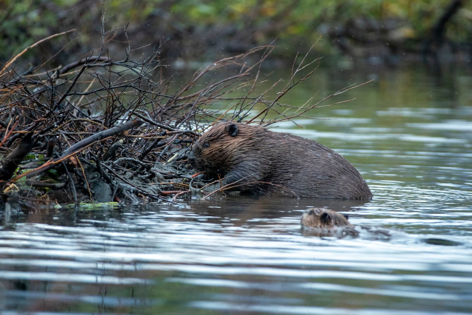 First Baby Beaver Born in London in an Estimated 400 Years