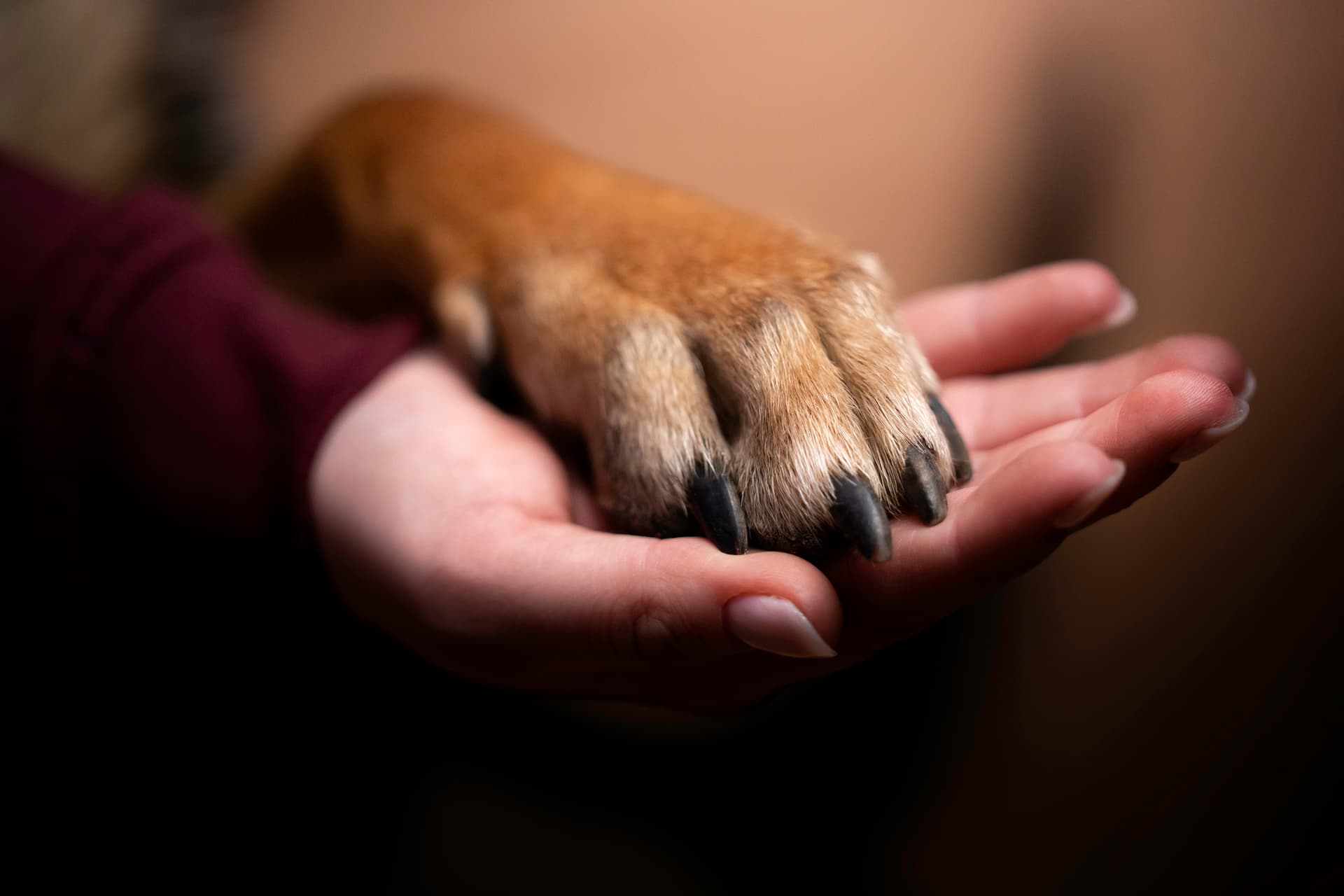 Missing Dog Finally Found and Taken Home After 12-Year Absence