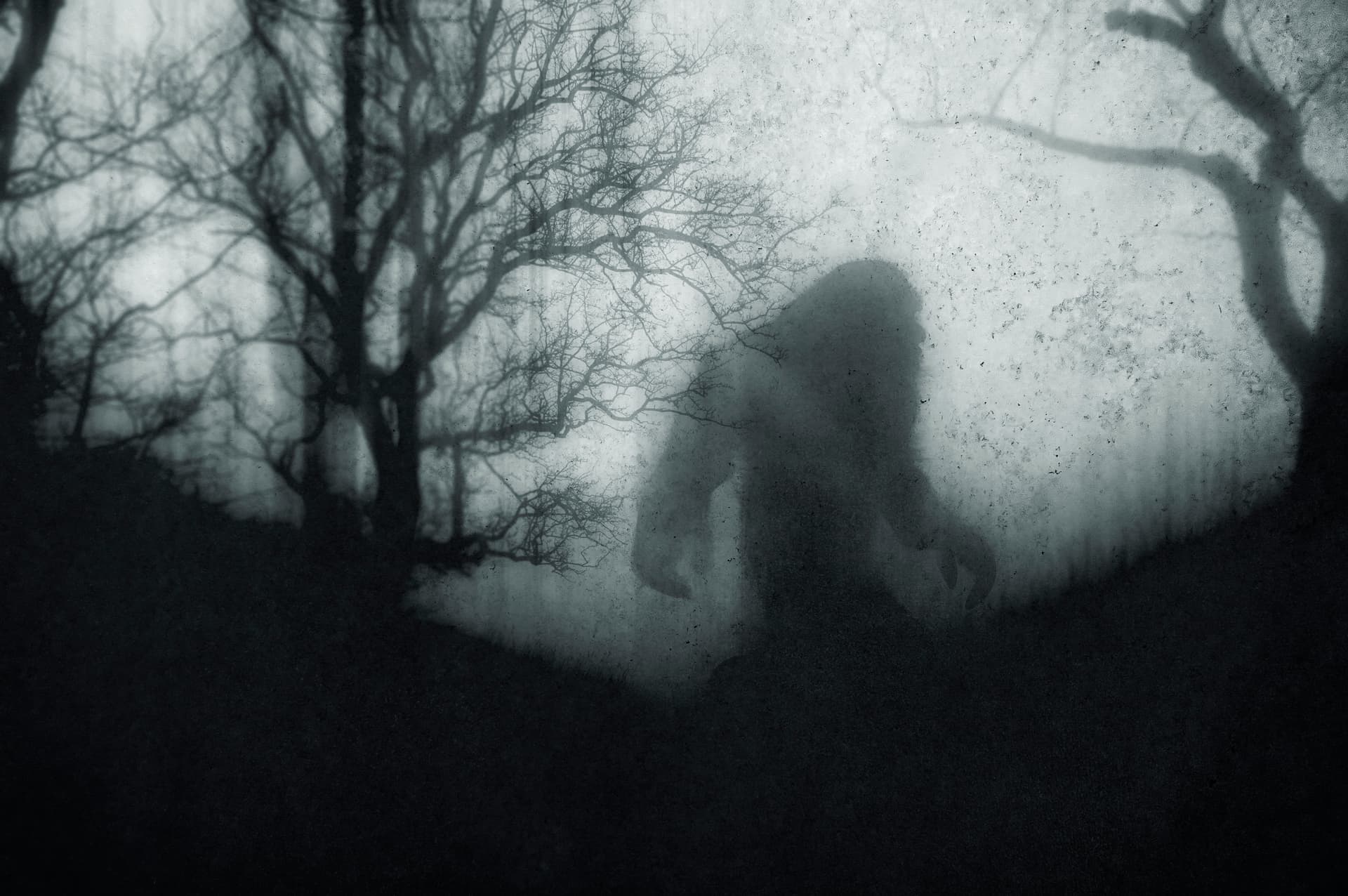 ‘It’s Bigfoot’: Couple Captures Video and Pictures of ‘The Ever Elusive Creature’