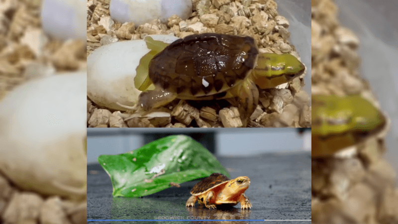 Baby Turtle Hatches at Zoo Giving Extinct Species Hope