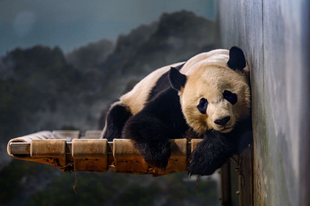 National Zooâs Pandas Depart for China, Marking End of More Than 50-Year Program