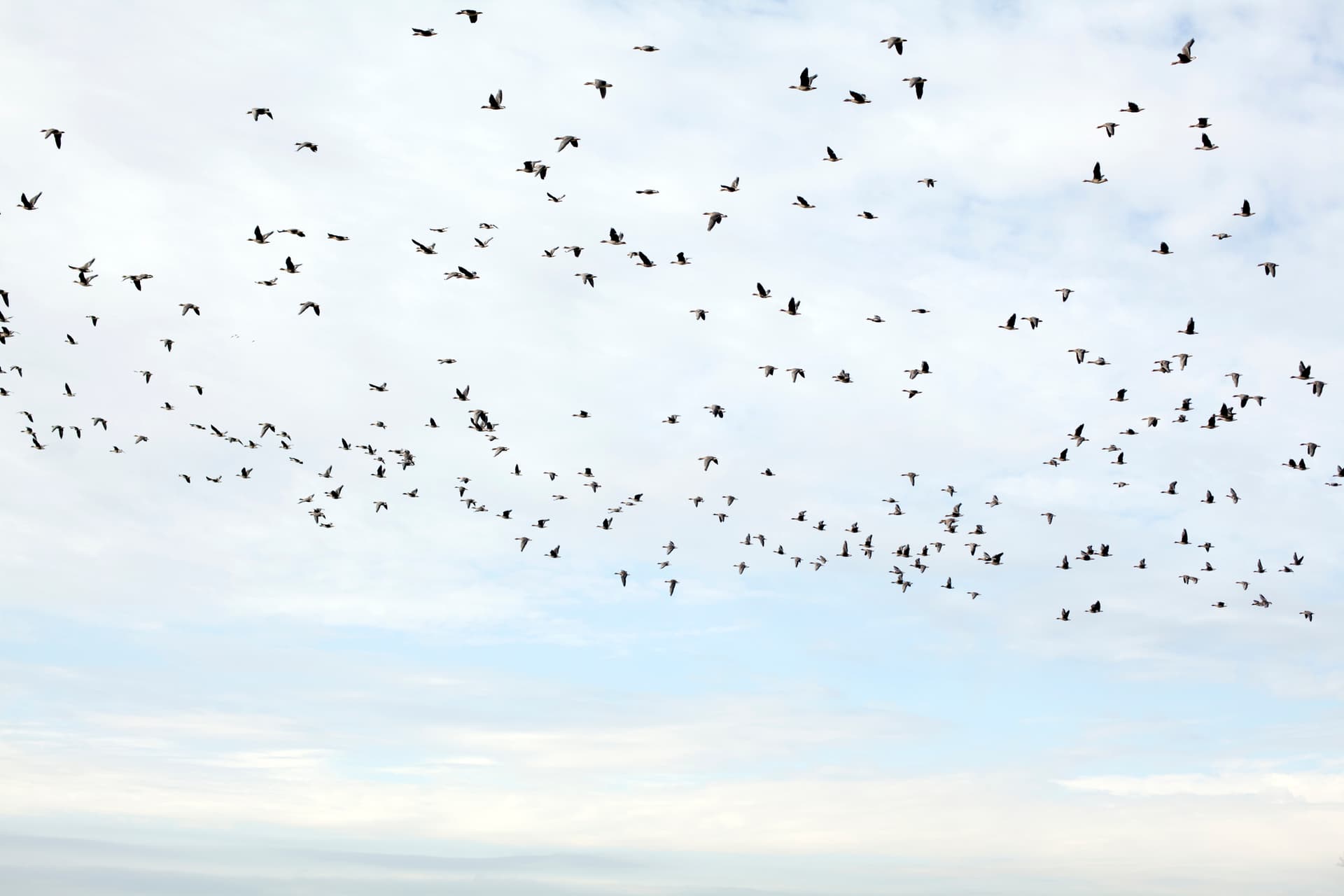 Dozens of Bird Species To Be Renamed After Current Names Declared âRacist,â âMisogynisticâ