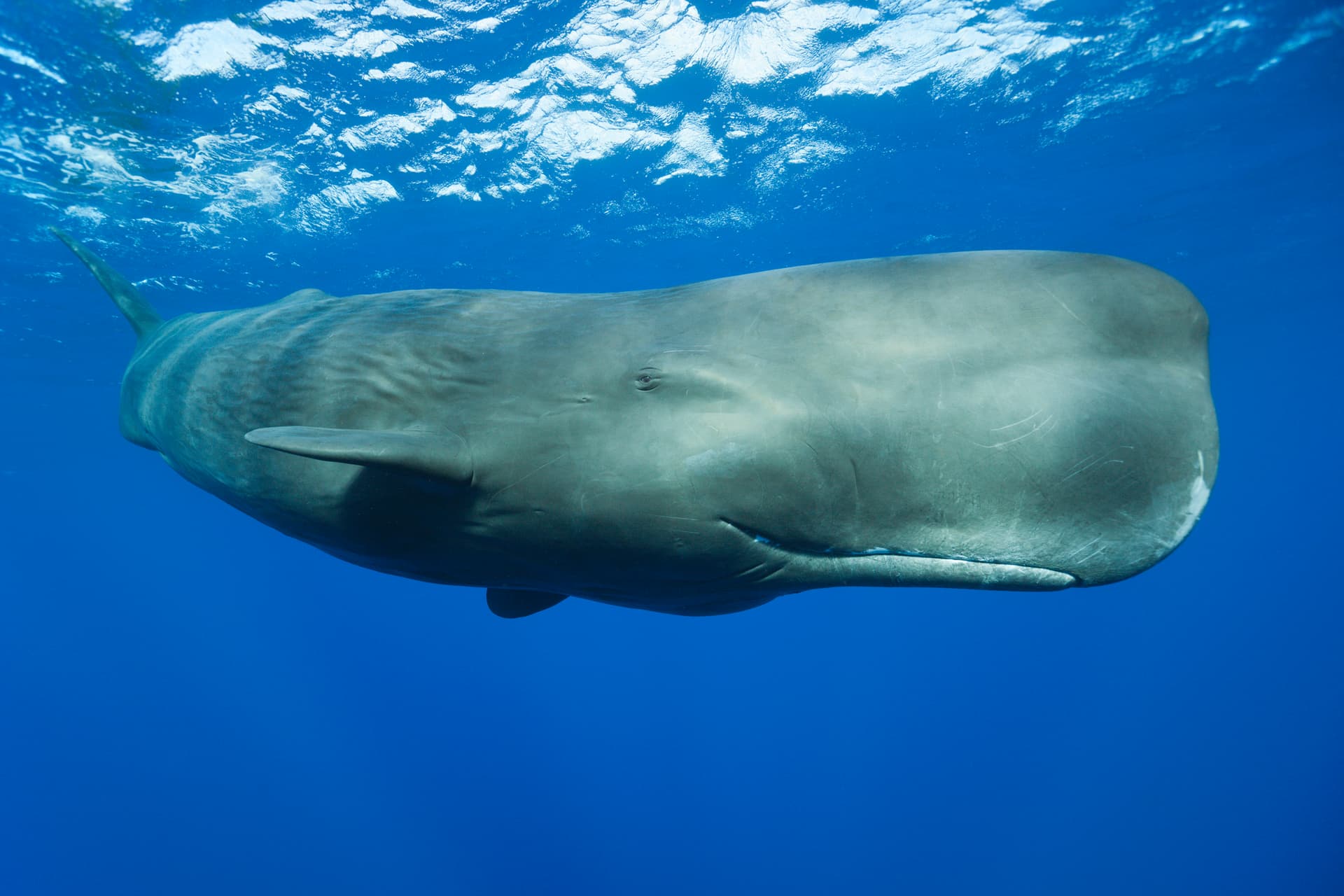 Worldâs First Sperm Whale Reserve Being Created in Dominica
