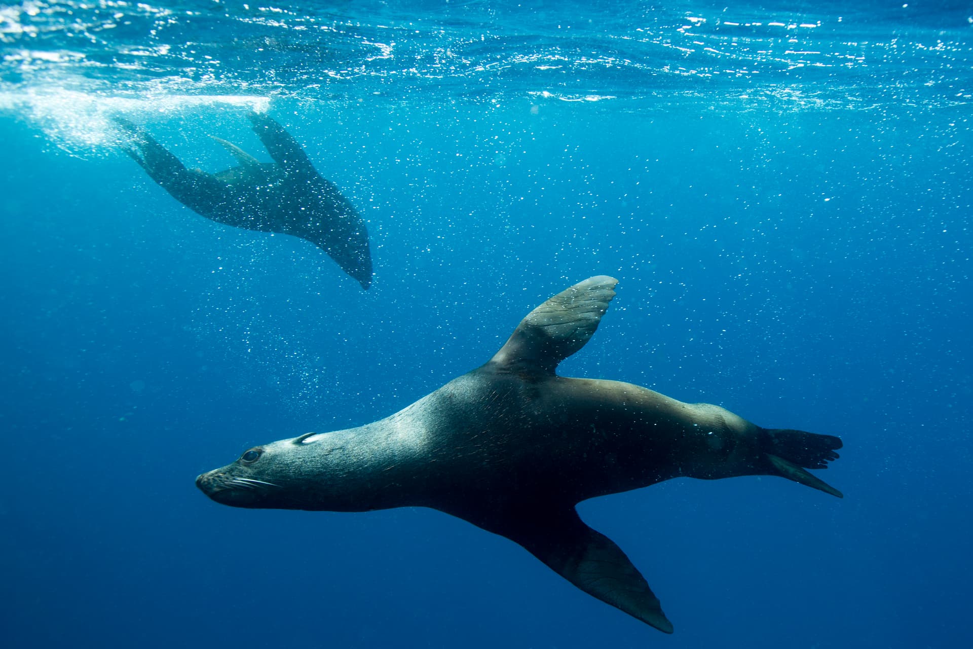 Marine Animal Rescue Volunteer Awarded for Rescuing 1,000 Seals and Founding a Seal Hospital
