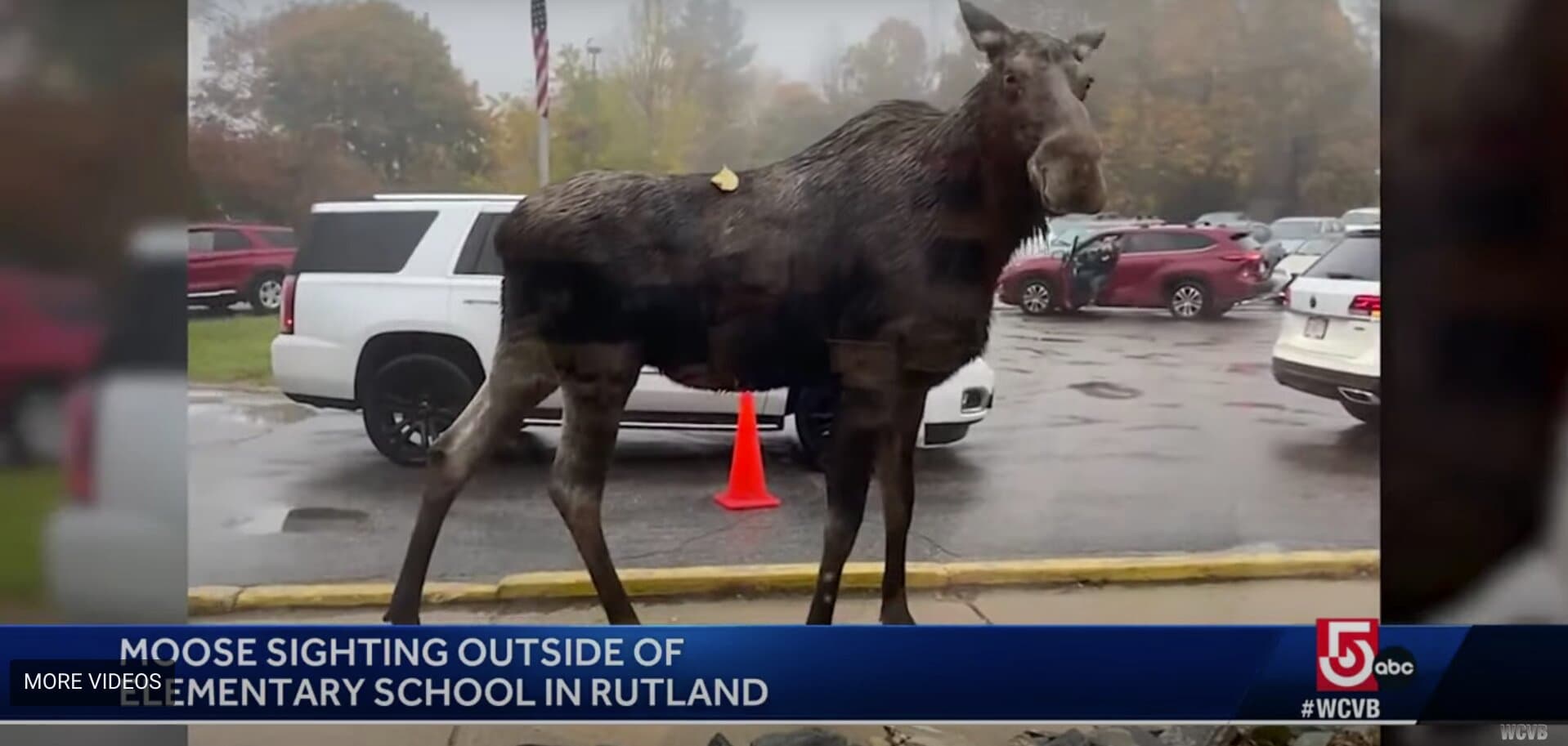 Massachusetts Moose Goes Through School Drop-Off, Even Uses the Cross Walk