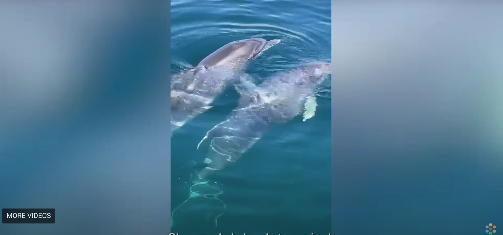 Young Dolphin Trapped in Anchor Line Saved by Fisherman With the Help of the Animalâs Mother