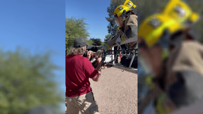 Hawk Tangled in Fishing Line Saved by Firefighters