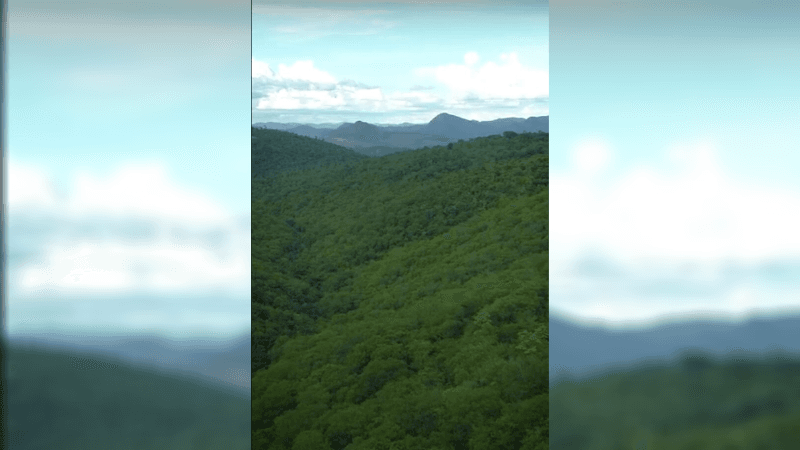South American Forest Restored and Turned Into Nature Reserve