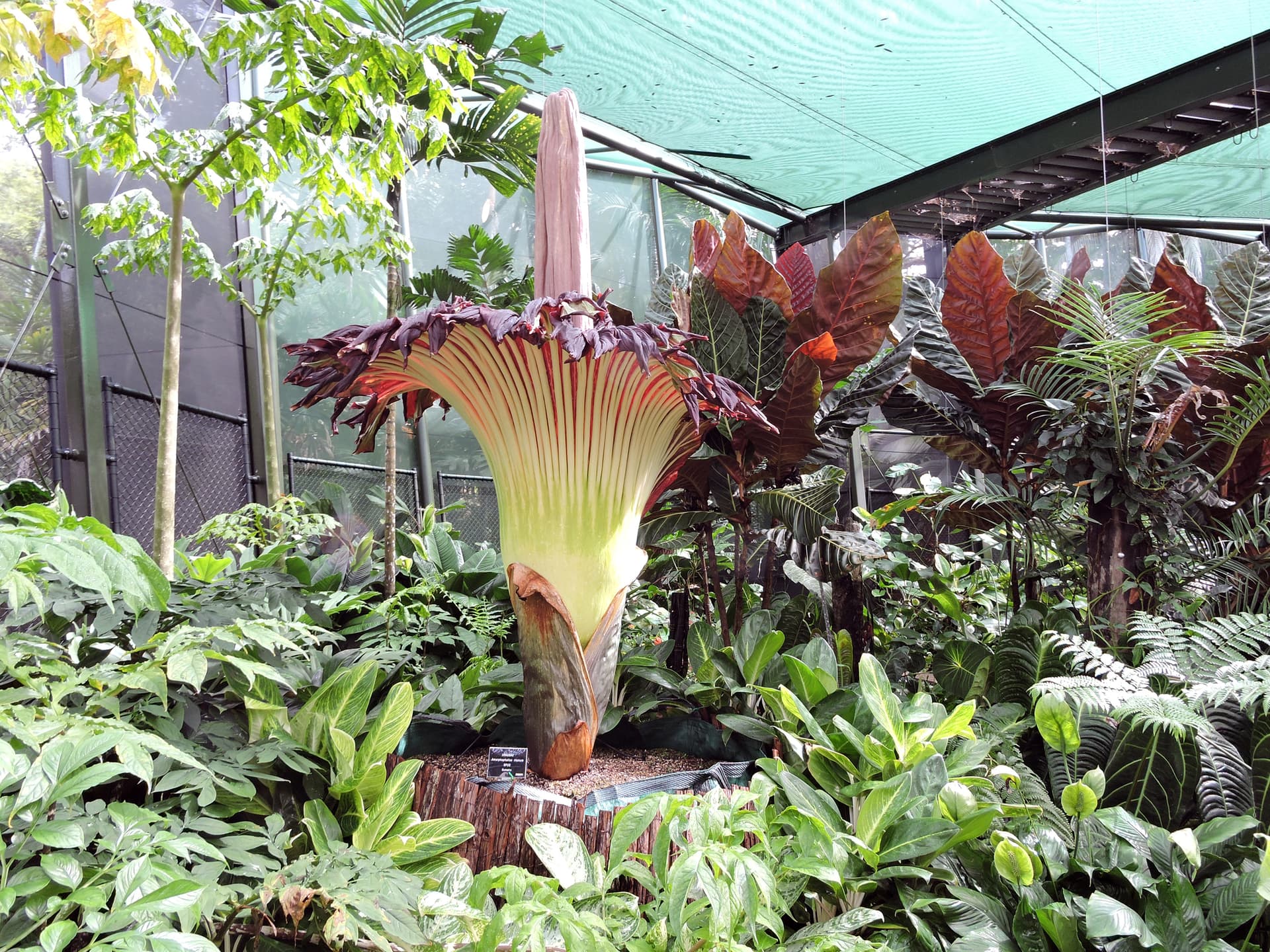 Pair of Endangered Corpse Flowers Pollinated and Now Have Hundreds of Seeds