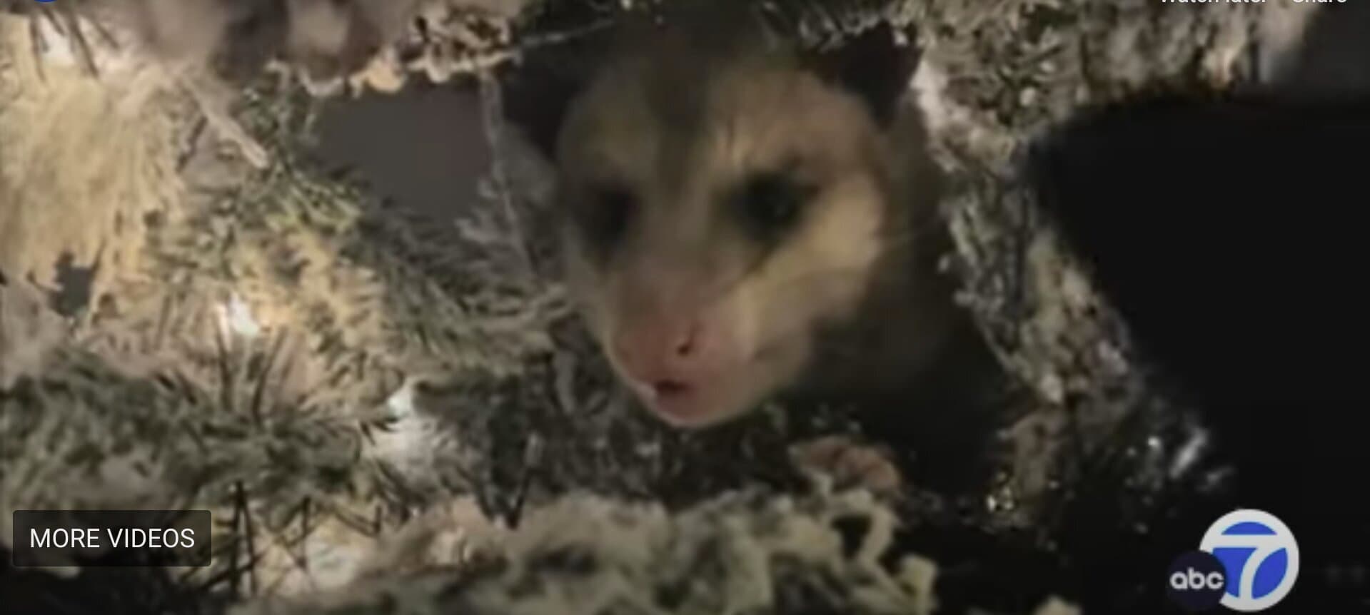 Woman Finds Opossum in Christmas Tree