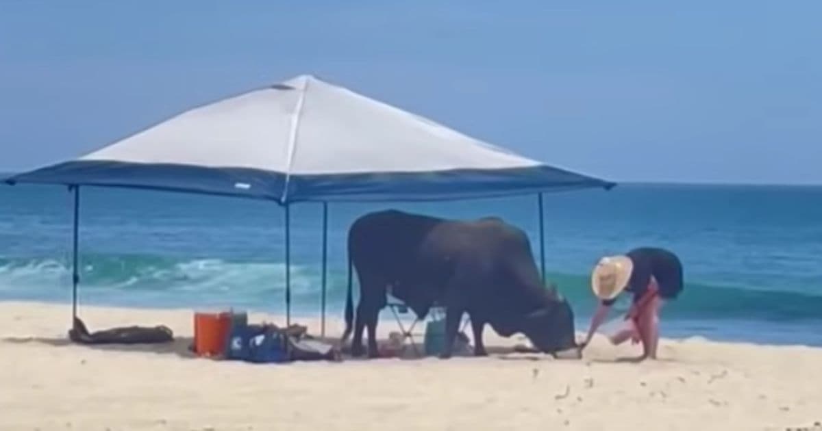 If You See a Bull on the Beach, Donât Do What This Person Did