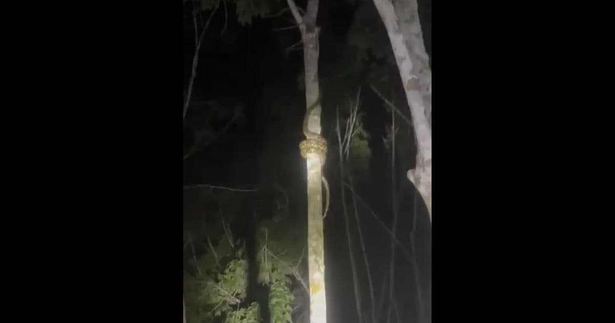 Video of How Snakes Climb Trees Goes Viral – This Will Make Any Fear of Serpents Much, Much Worse