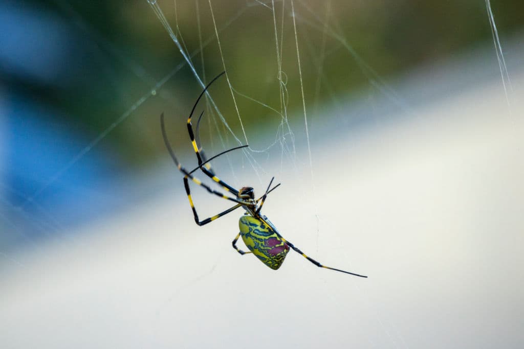 Venomous Flying Spiders Expected to Invade US