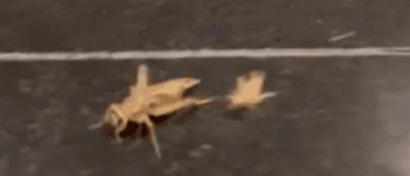 Anti-Israel Activists Dump Maggots, Crickets In Hotel Hosting Netanyahu