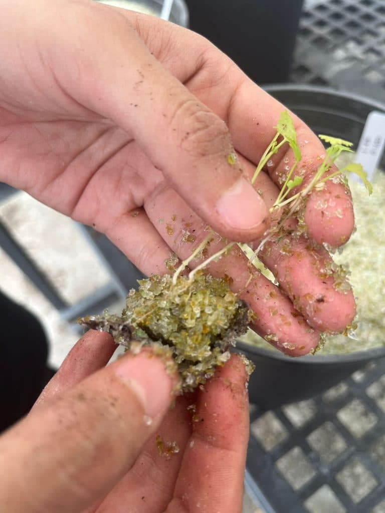 Recycled Glass Accelerates Plant Growth For Salsa Ingredientsā, Research Finds
ā