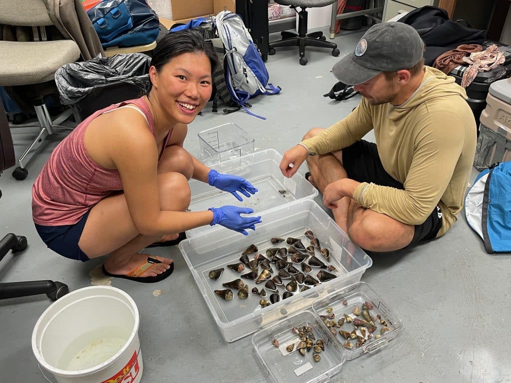 Deadly Sea Snail Toxin Holds Promise For Diabetes Drugs: Study
