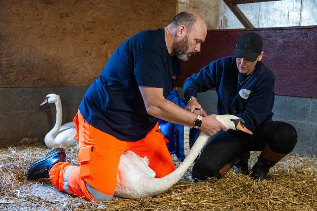 Railway Workers Receive Training To Safely Remove Swans From TracksĀ
ā
