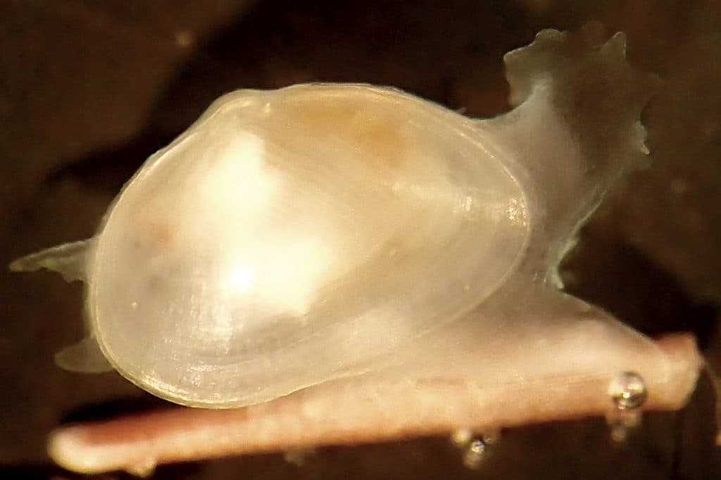 Tiny Clam Species Found Crawling Among Sea Urchin Spines Off South Africa
