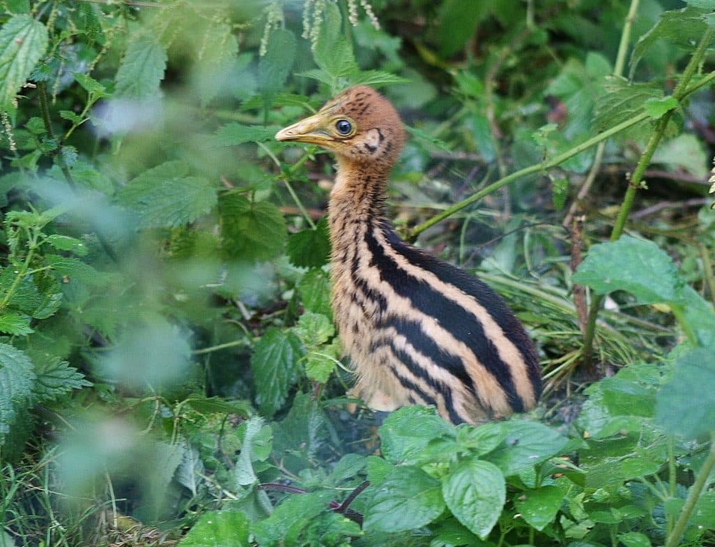 Birdlovers Celebrate Hatching Of One Of âworldâs Deadliest Chicksâ