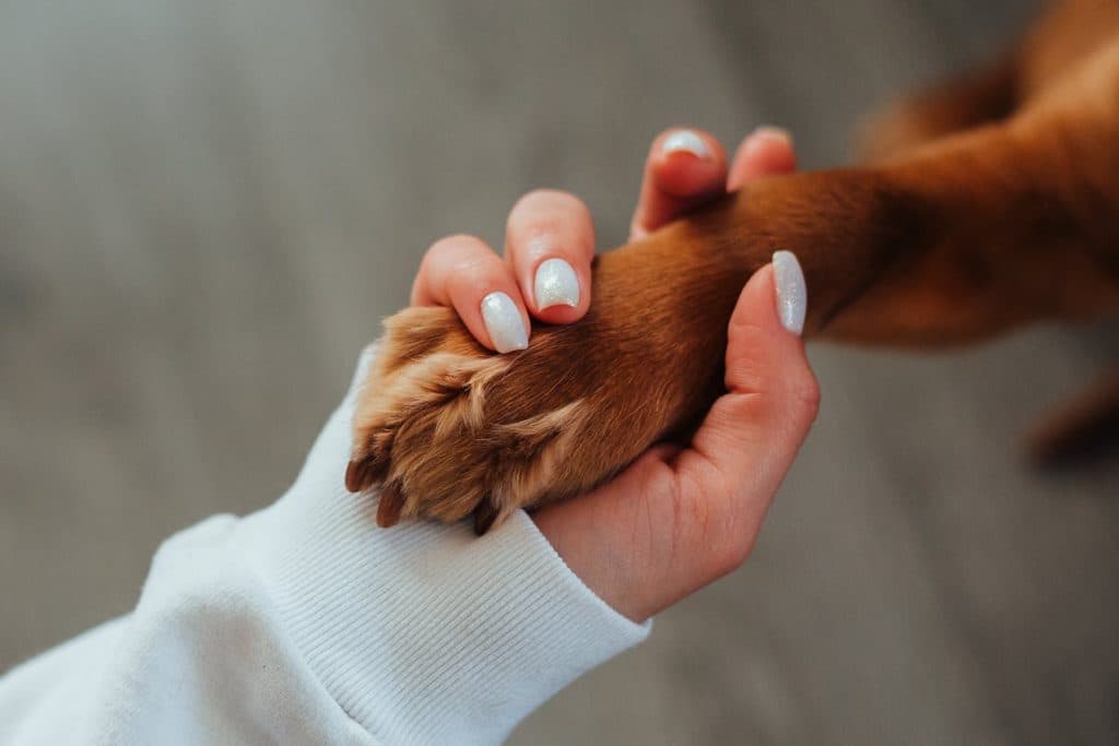 Americans Lack Pet Disaster Plans Despite Concerns, Survey Showsâ
â