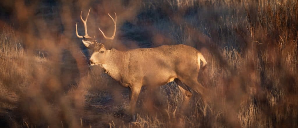 âDriven Off Of Emotionâ: Blue State Hunters Slam Environmental Initiative To Curtail âTrophy Huntingâ