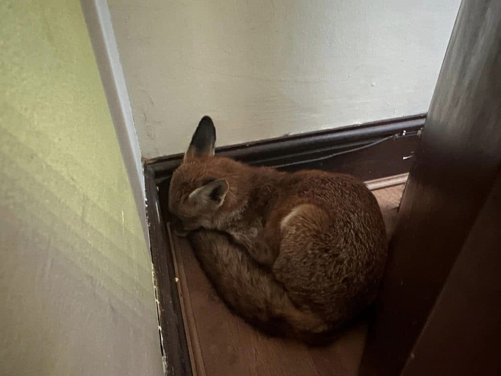 Fox Found Asleep In Family’s Living Room Startles Rescue Team
