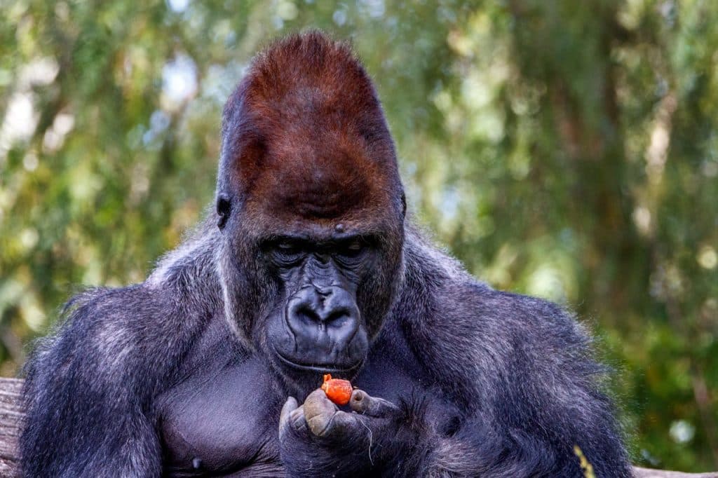 Gorillas’ Medicinal Plants Offer Clues For Drug-Resistant E.coli