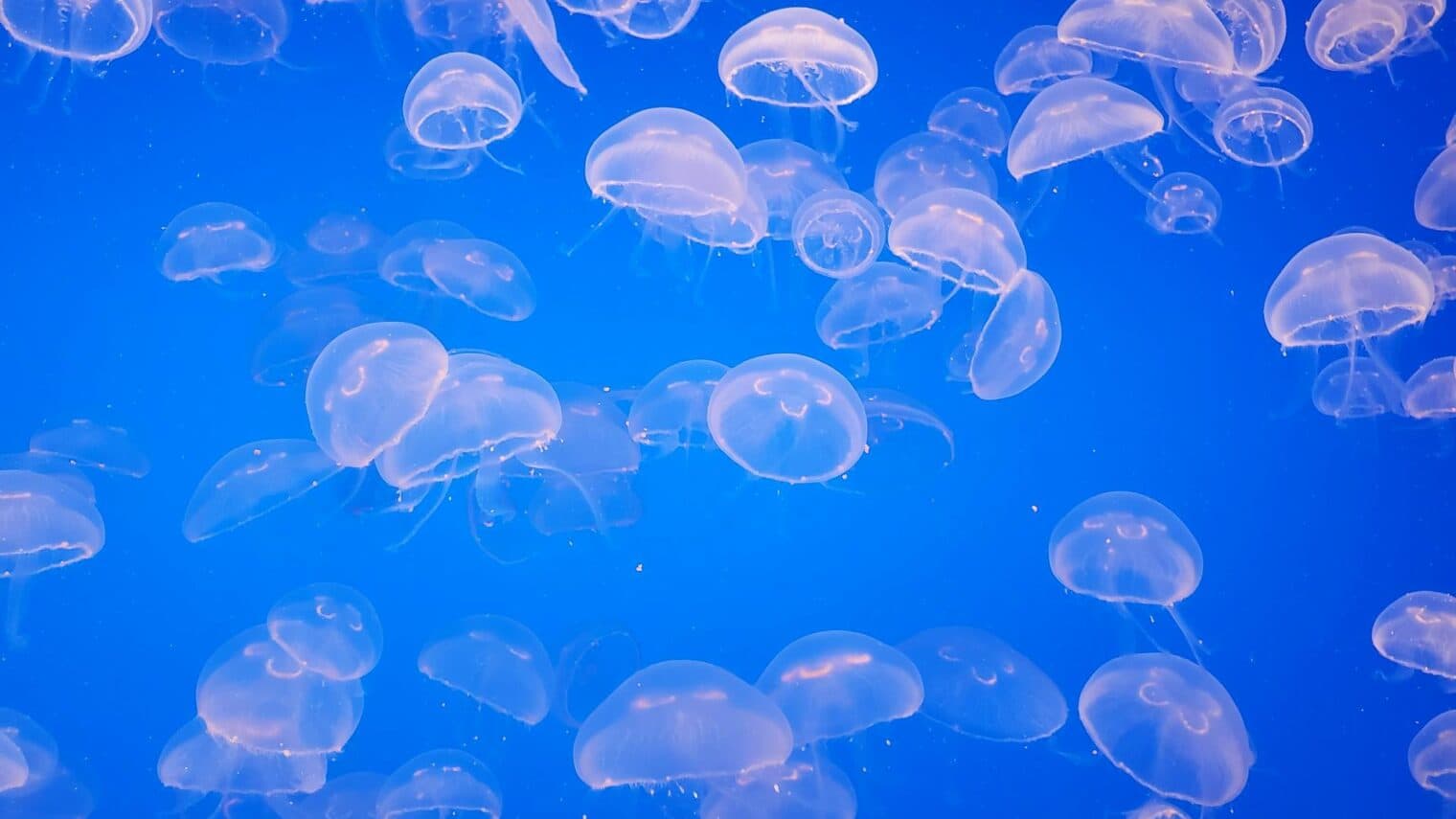 Israeli Jellyfish Found To Possess Surprising Navigational Skillsā
ā