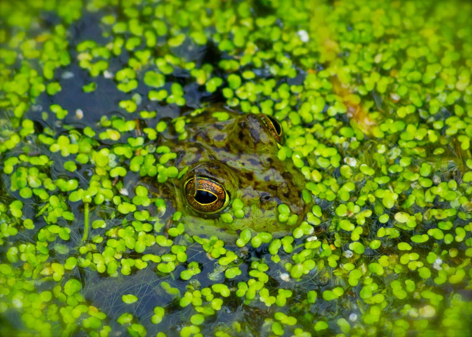 Mankai Duckweed Shows Promise In Lowering Blood Sugar Levels For Type 2 Diabetesā