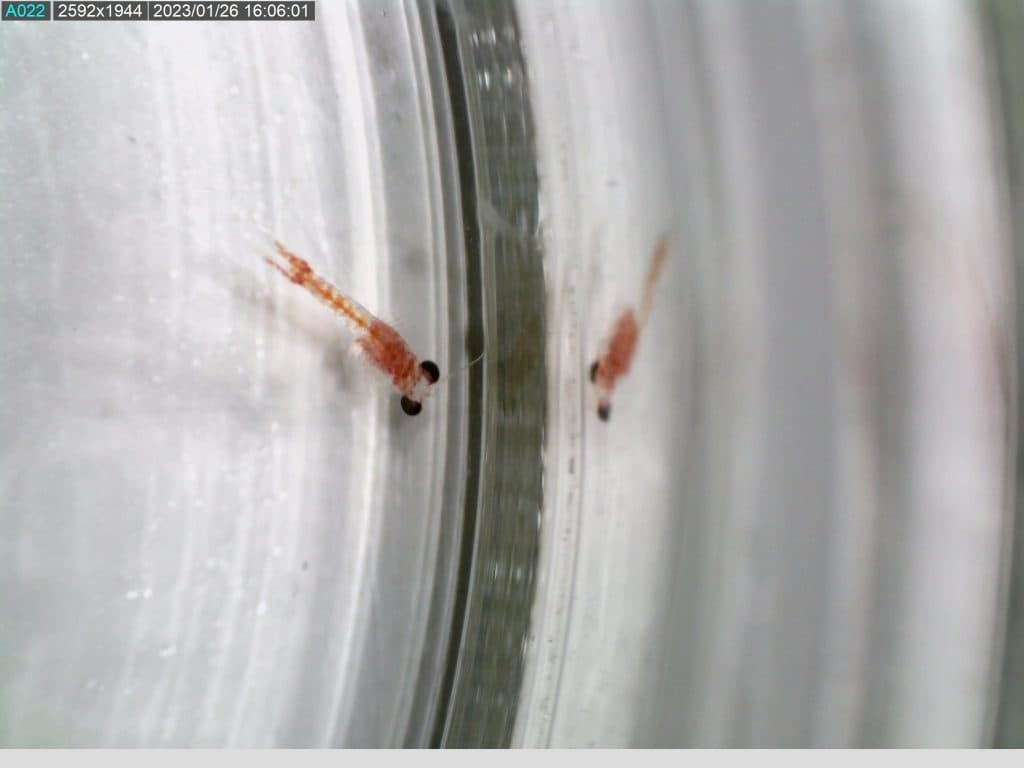 Mysid Shrimps Navigate Home Through Unique Chemical Scents, Reveals Study