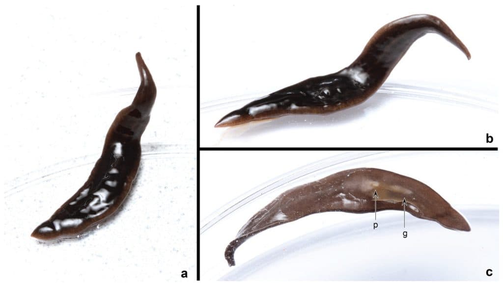 New ‘Alien’ Worm Species Invades Southern US, Originating From South America
