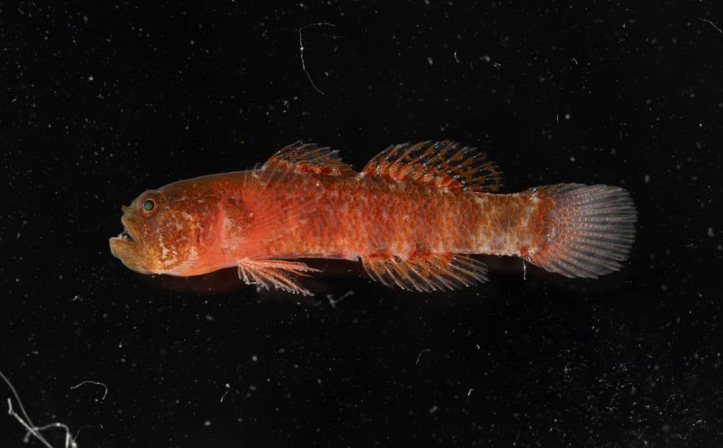 New âGrumpy Dwarfgobyâ Species Discovered In Red Sea Coral Reefsâ
â