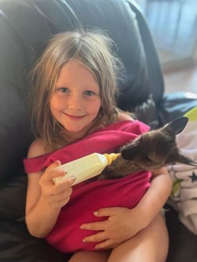 Orphaned Baby Kangaroo Rescued And Raised By Australian Family