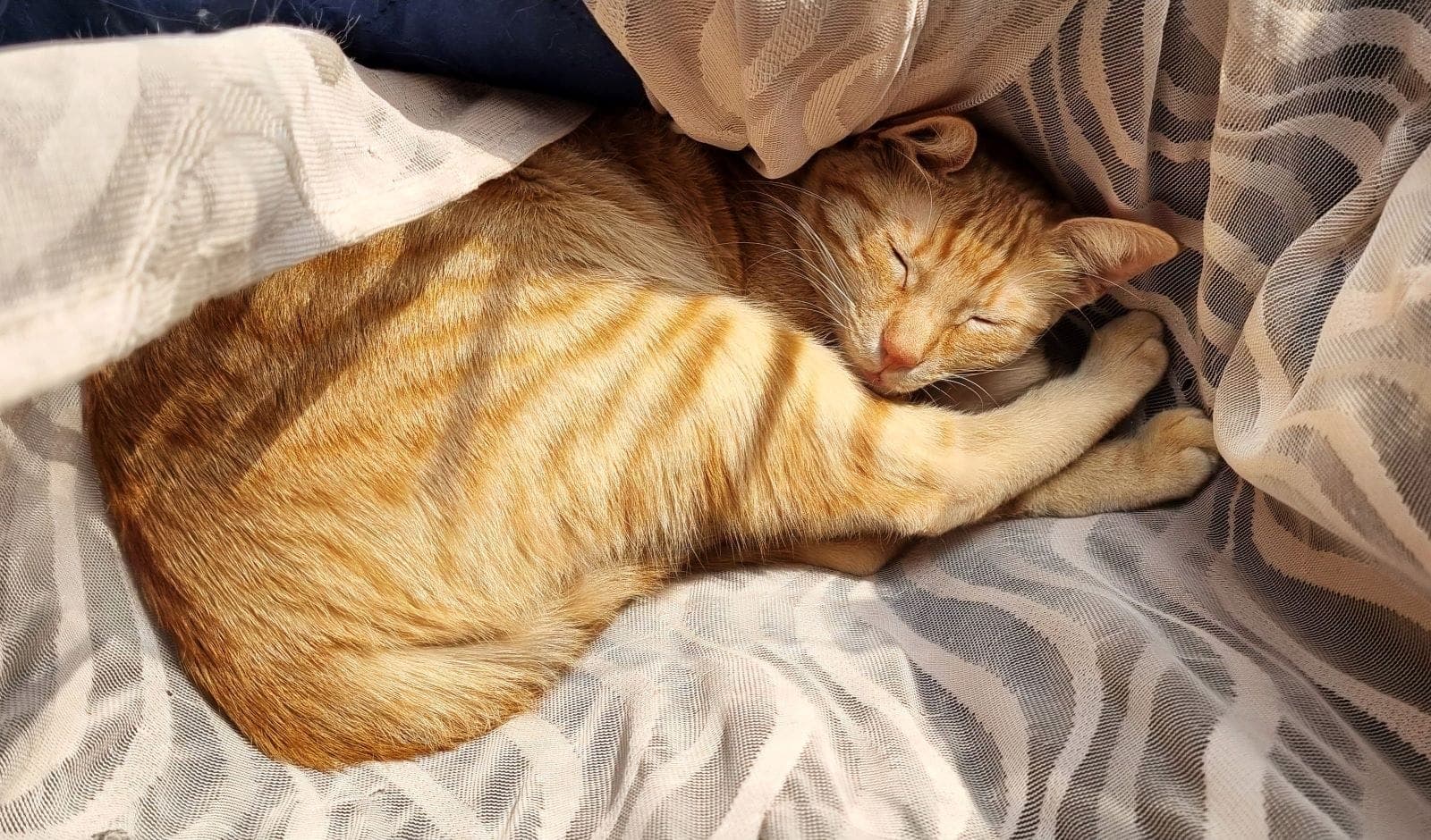 Researchers Engineer Cat Parasite For Breakthrough Brain Treatmentā
ā