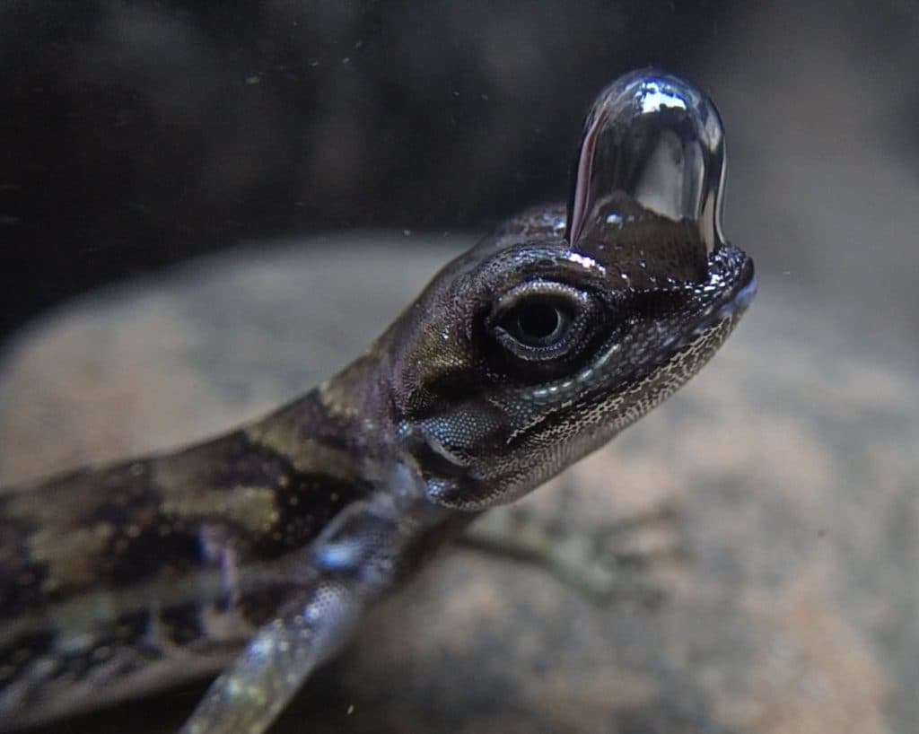 Scuba-Diving Lizards Use Bubbles To Escape Predators In Costa Rica
