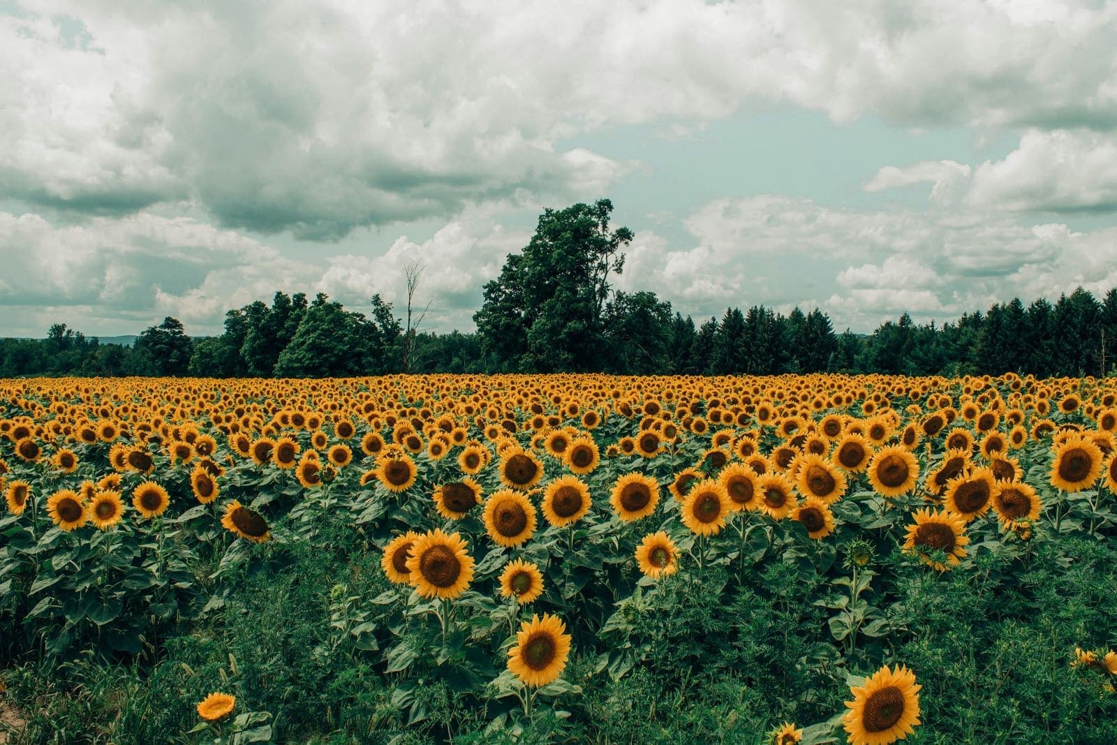 Sunflowersâ Dance Moves Inspire Collective Growth Strategy, Reveals Study
â