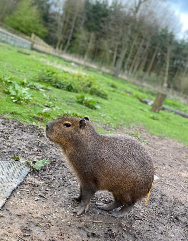 UK Zoo On High Alert As World’s Largest Rodent Escapes: Public Warned Against Approaching Capybara
