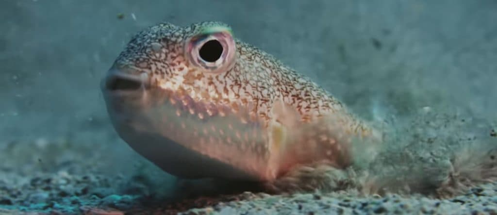 BONNER COHEN: Study: Marine Life In Oceans Has A Cooling Effect On Climate