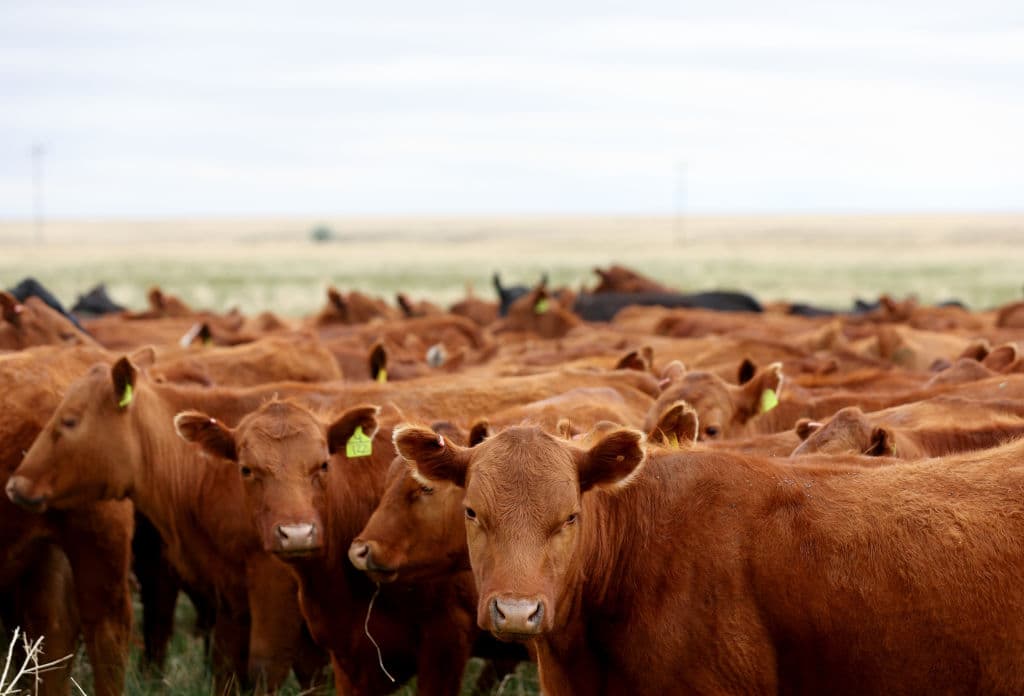 Beef Prices Climb As Egg Costs Set to Surge Over 40%