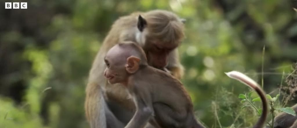 Ex-NIH Director Concealed Problems With ‘Pointless’ Baby Monkey Abuse Studies, Kept Funding Them Anyway